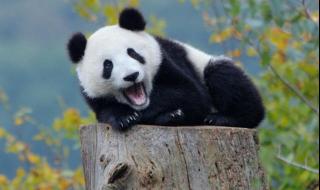 大熊猫个小熊猫都是熊猫吗他们有什么区别 大熊猫和小熊猫